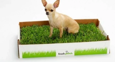 Как да свикнете chihuahua с тоалетната: пелена или тава